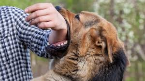 dog-bite2